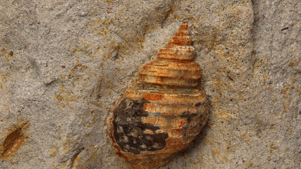 conchiglia fossile