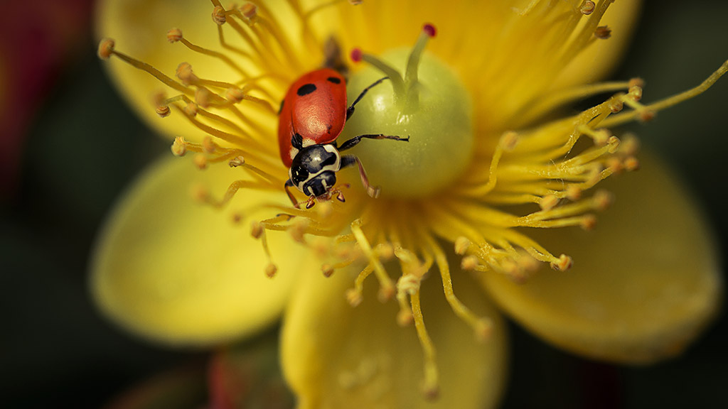 coccinella