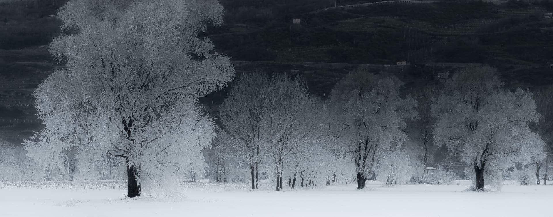 bosco bianco basci